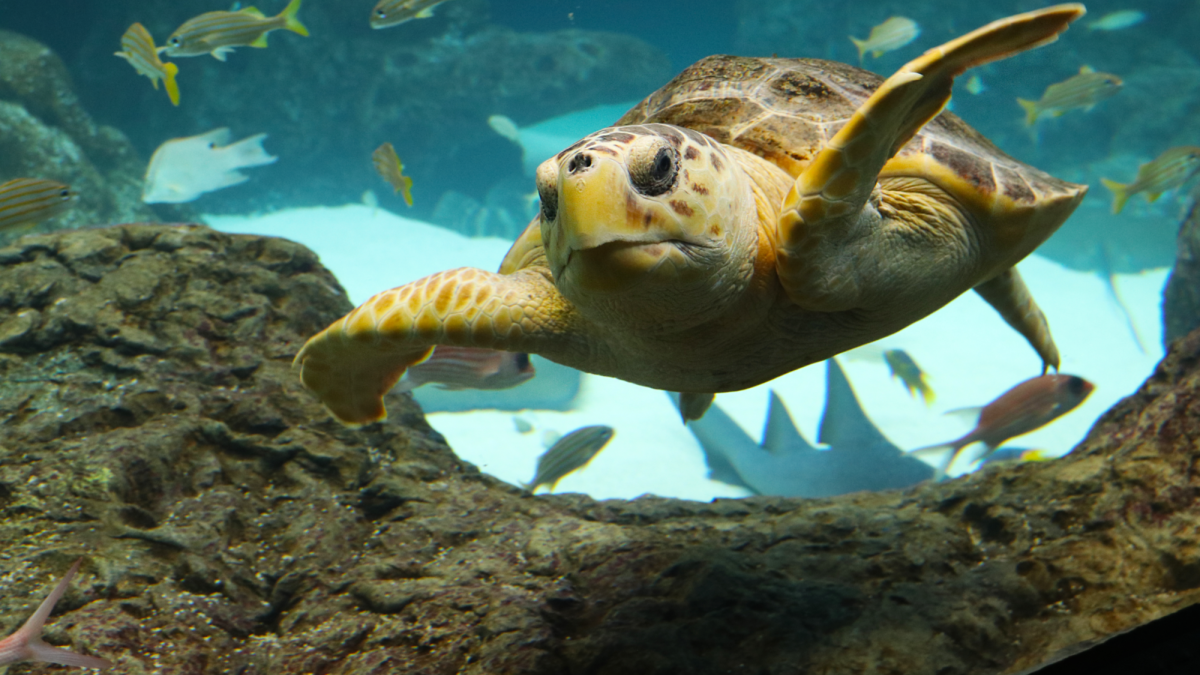 Loggerhead Turtle