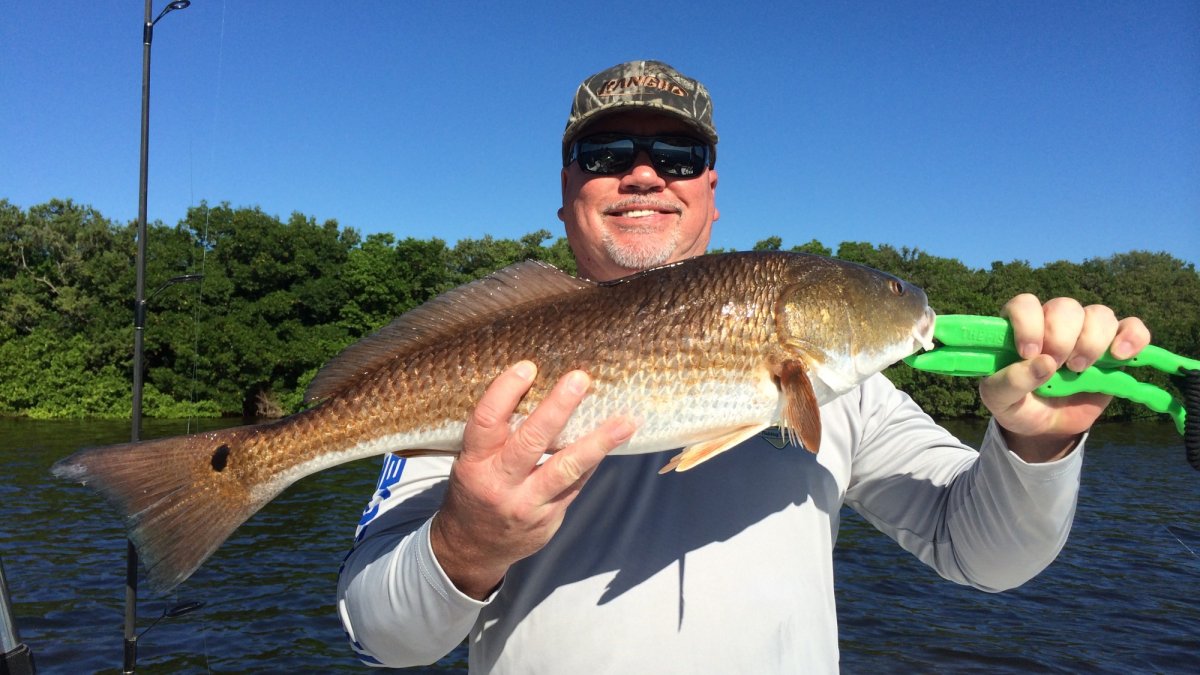 Hot Tampa Bay redfish action!!!