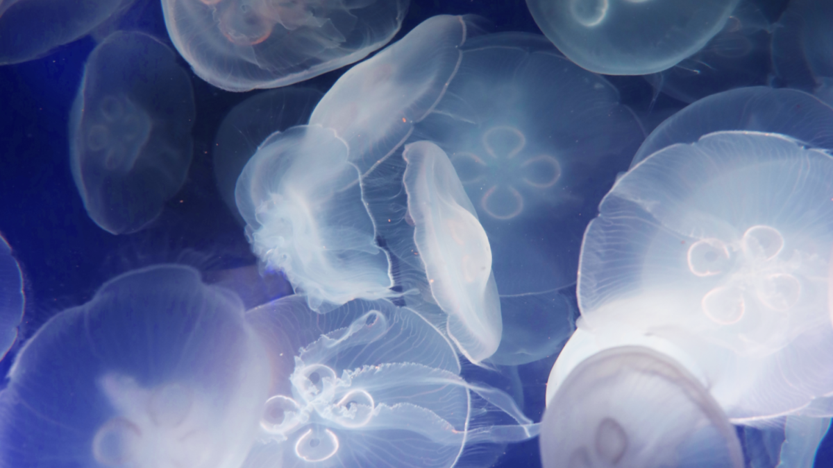 Moon Jellies