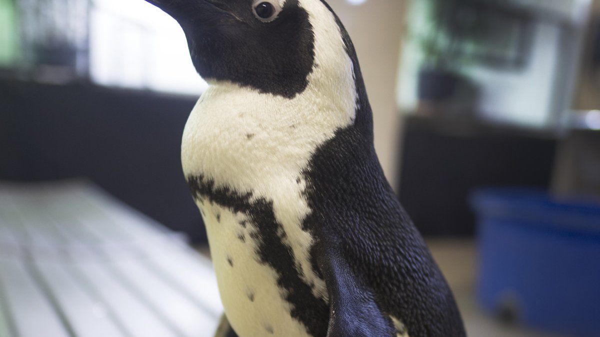 South African Penguin