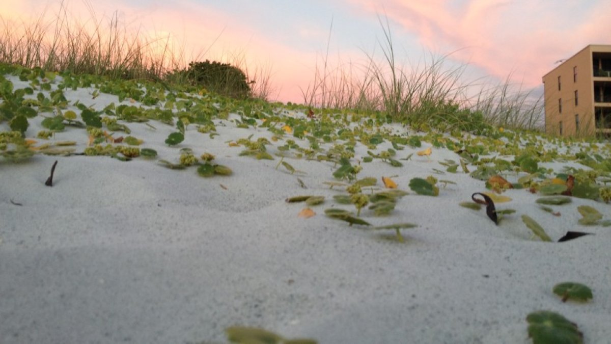 Indian Shores