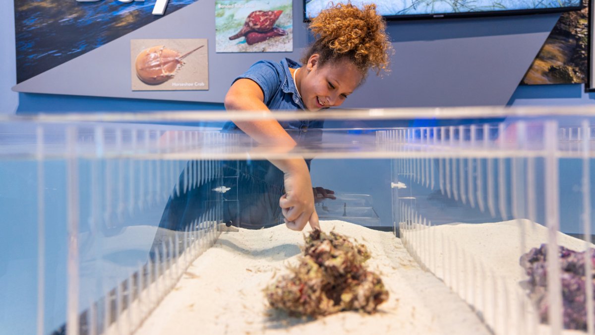 Tampa Bay Watch Discovery Center