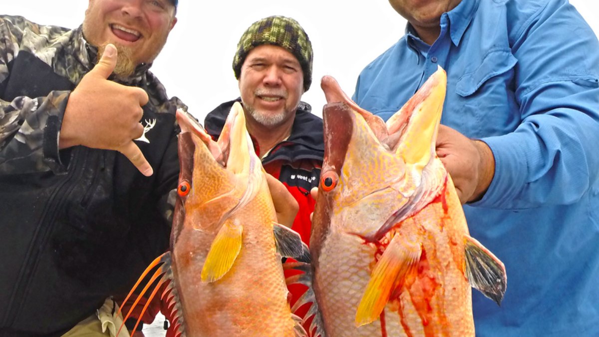 Nothing Beats Winter Hogfish in the Gulf! These are the tastiest fish around!