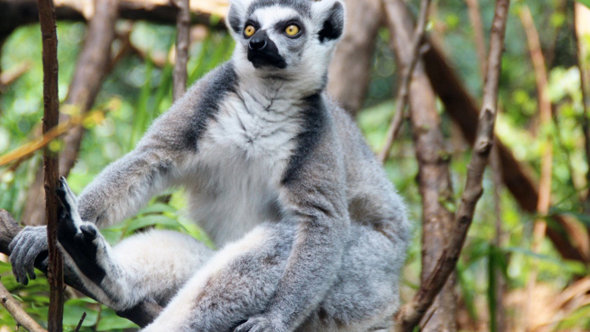 Ring-tailed Lemur