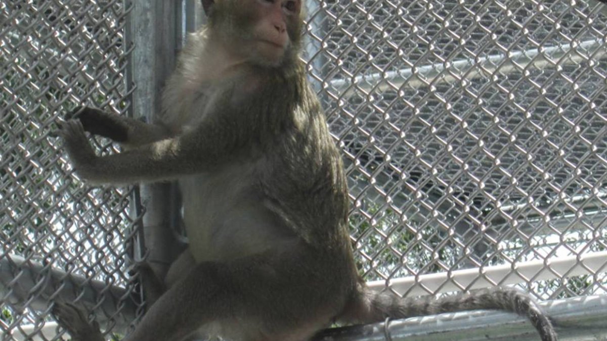 Suncoast Primate Sanctuary