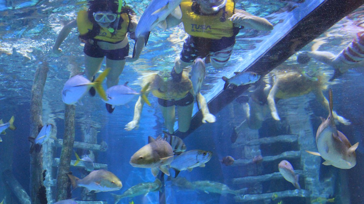 Snorkel in the 33,500 gallon aquarium tank at RumFish Grill