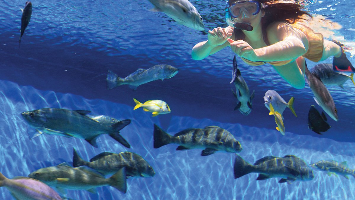 Dive-in the RumFish Grill aquarium and participate in the Swim with the Fishes snorkeling program