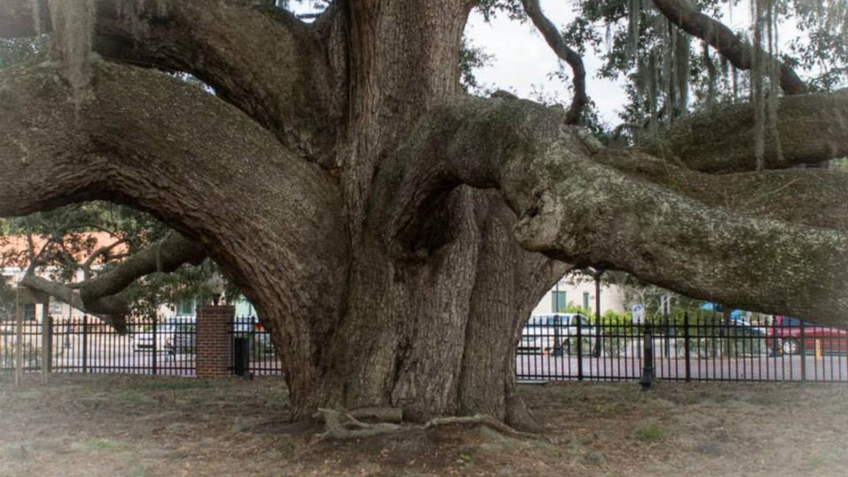 Largest Oak Tree in the county
