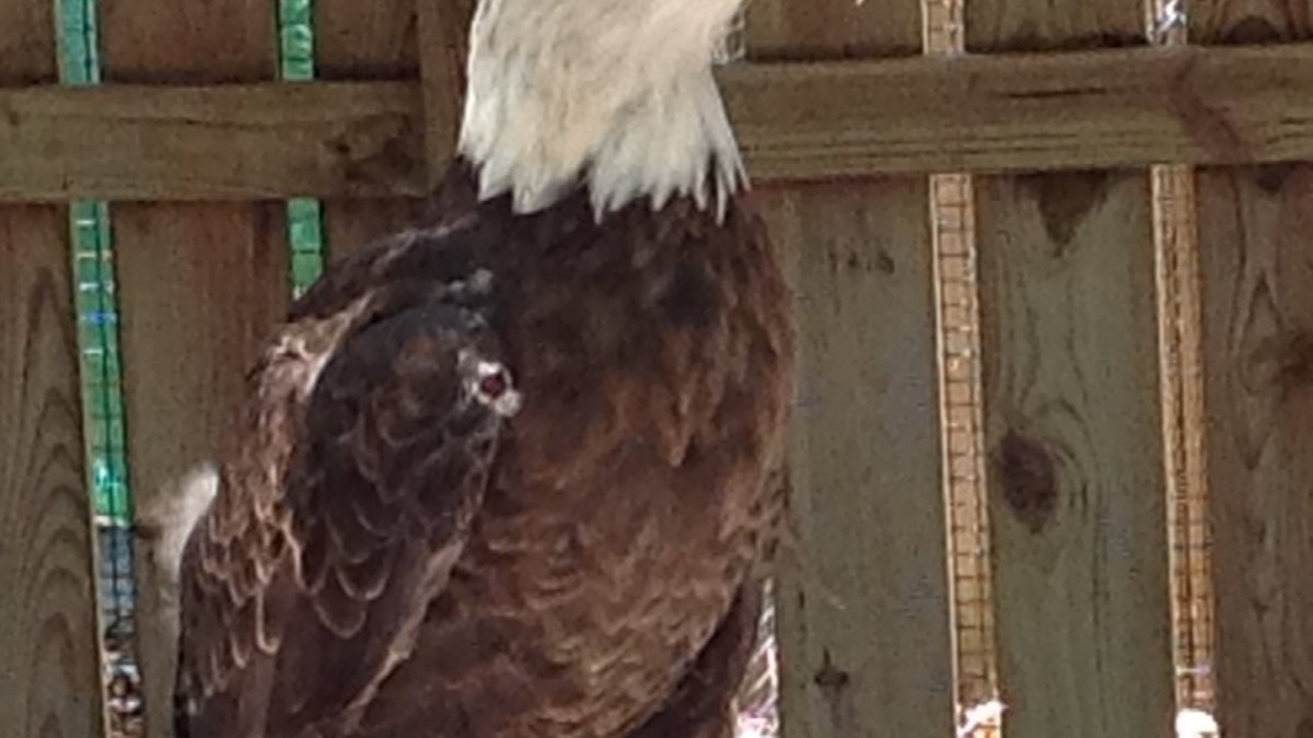 Wish, Resident Injured Eagle