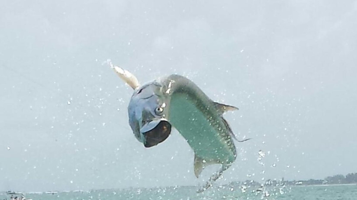Action Fishing