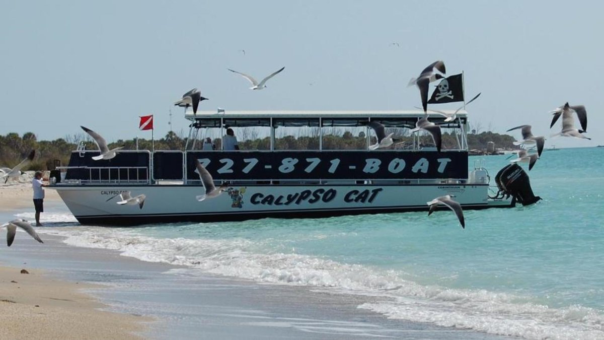 Calypso Cat