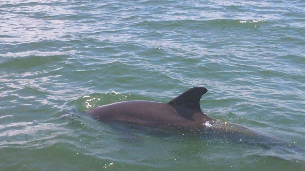 Clearwater Beach Jet Ski Rentals