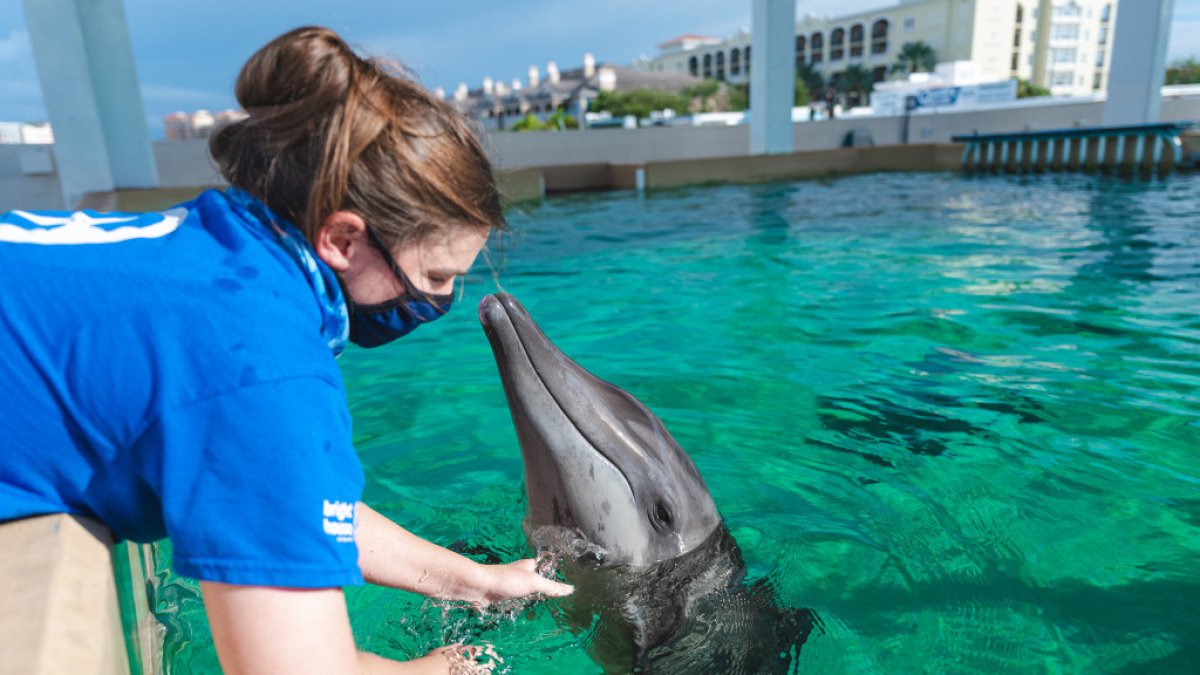 CMA Dolphin Care