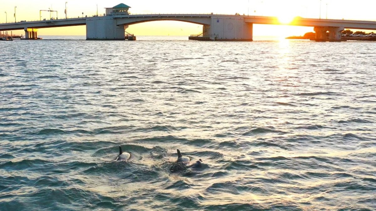 Dolphins and sunsets