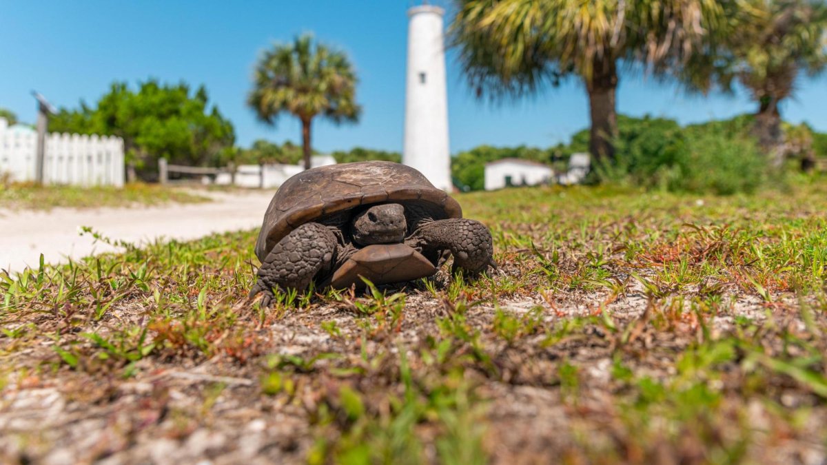Egmont Key tortoise and lighthouse
