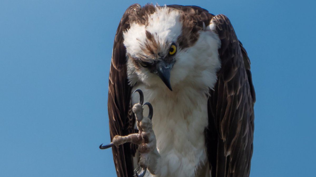 Osprey waving hello.