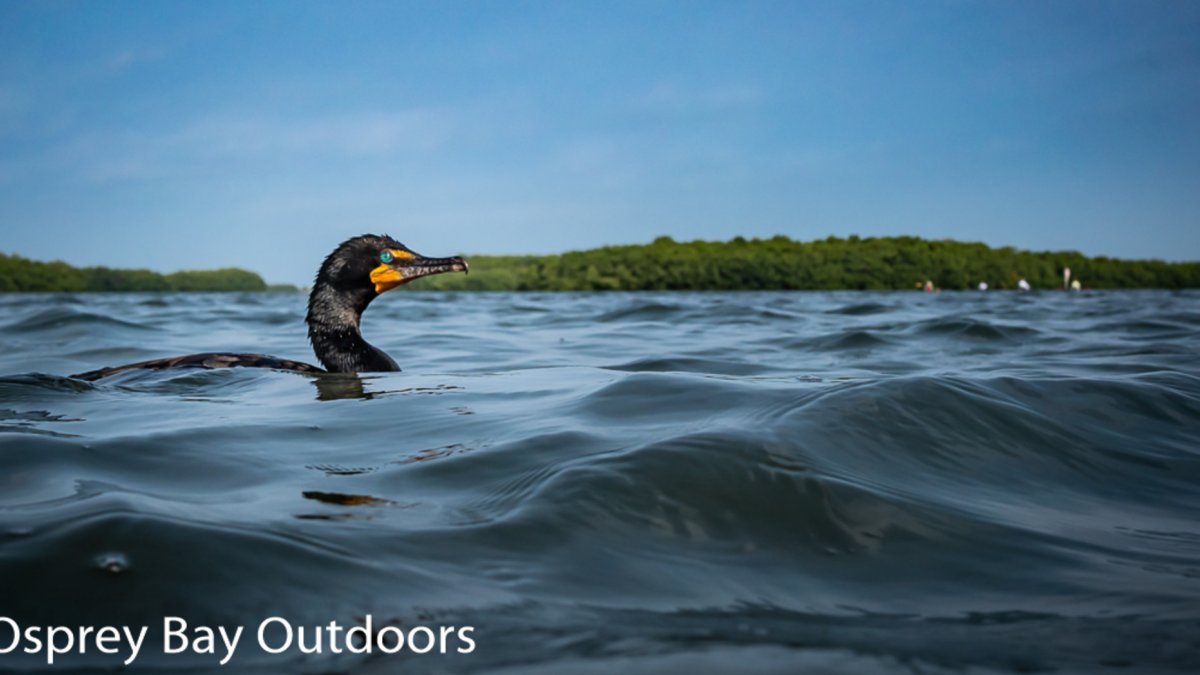 Cormorant in the water.