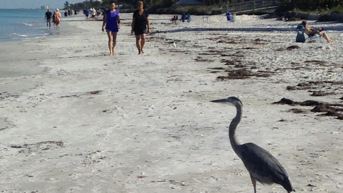 A Great Blue Heron visiting the Shell and Beach Walks eco-tour on the beach.
