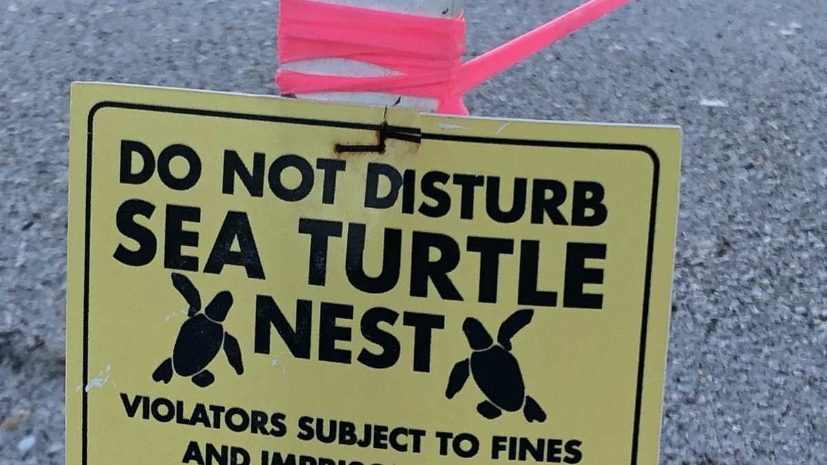 Sea Turtle nest posting on the beach.