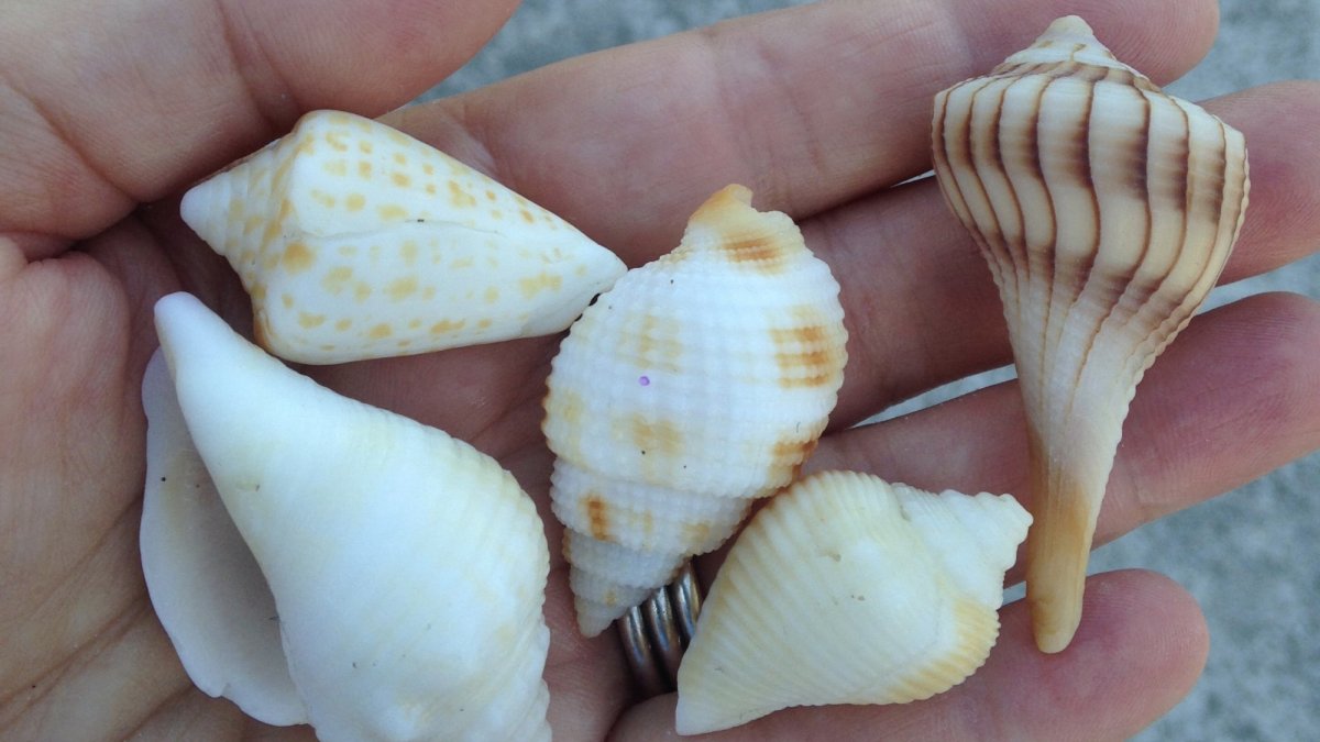 Learn about the local shells on a Shell and Beach Walks eco-tour.