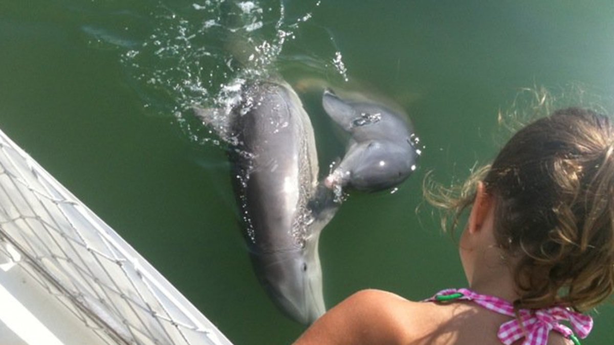 Kids love our dolphin watch. Our dolphins love our kids!