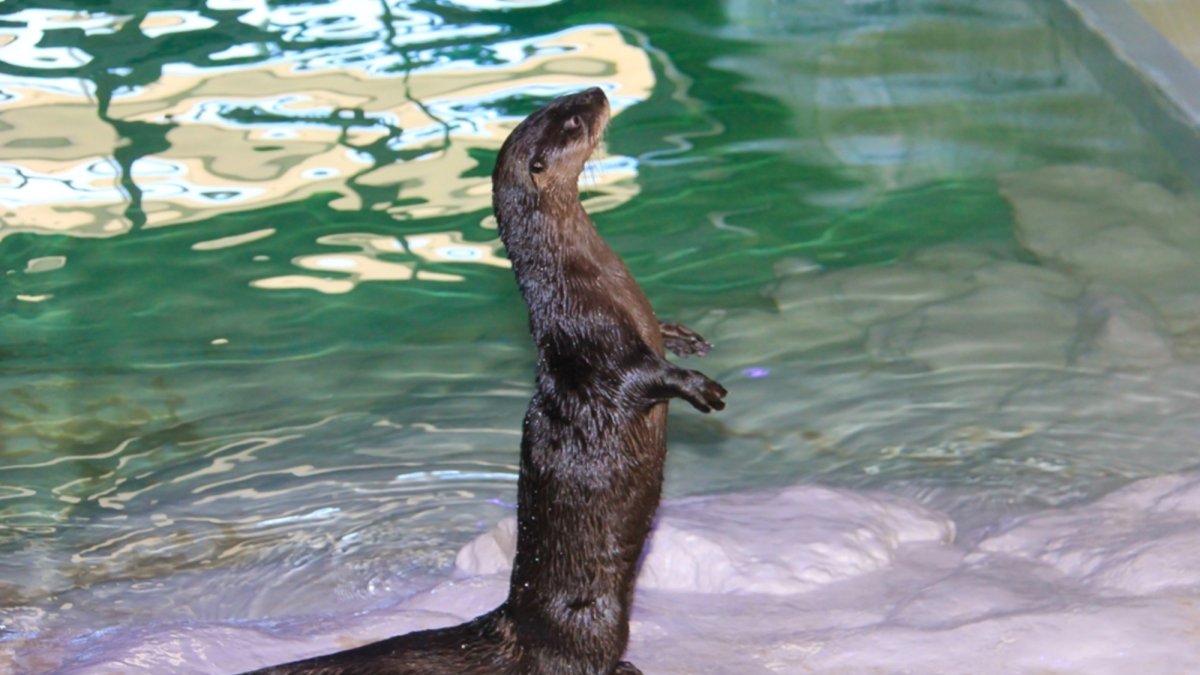 Walle the otter