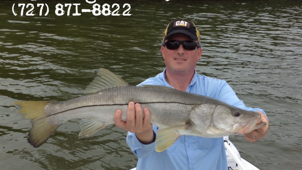 Overslot Tampa Bay Snook!