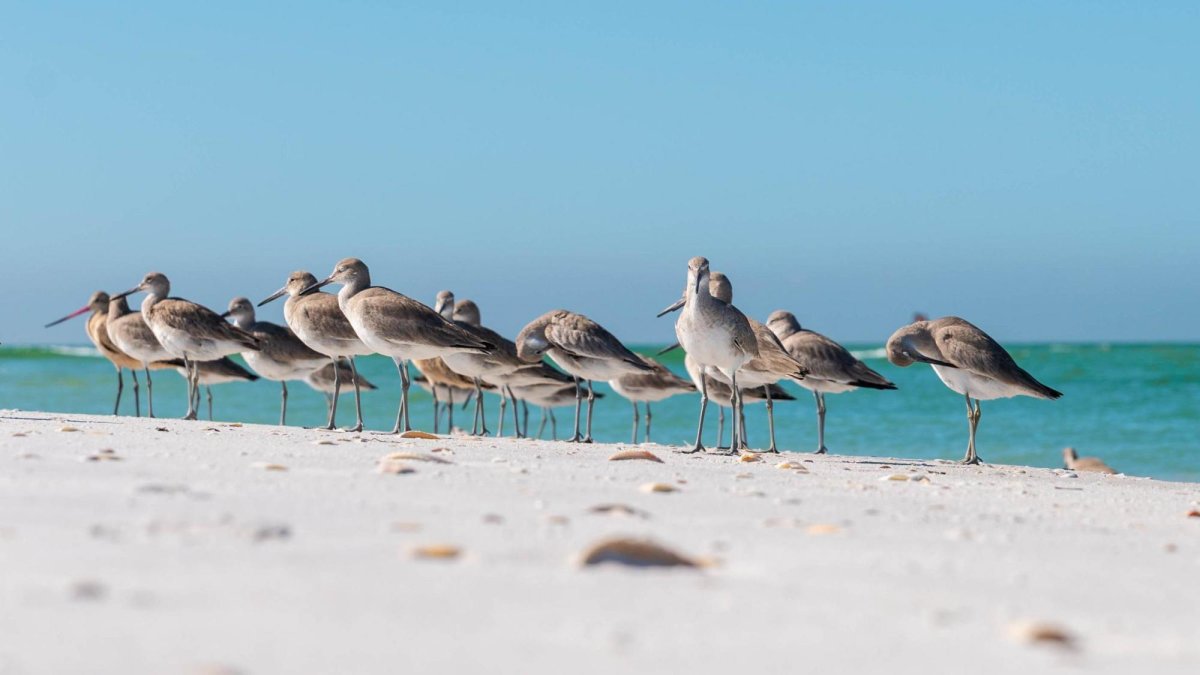 Shell Key Preserve terns