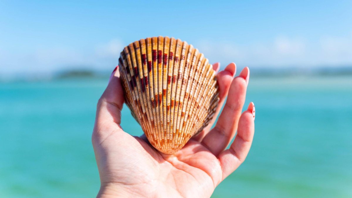 Shell Key Preserve at St Petersburg, FL