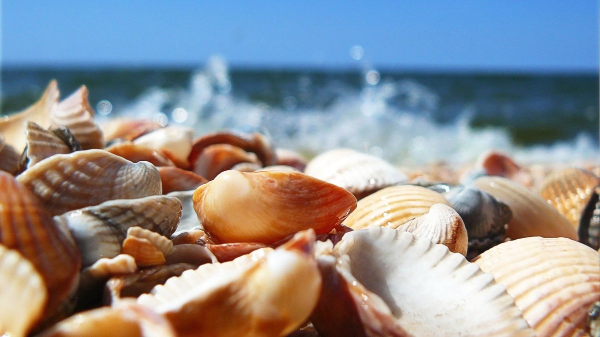 Tampa Bay Ecotours