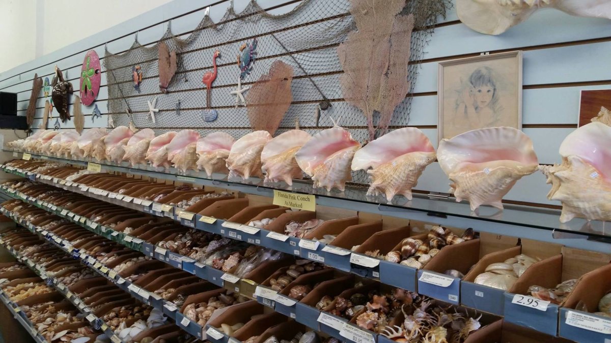 The Shell Store Visit St Petersburg Clearwater Florida