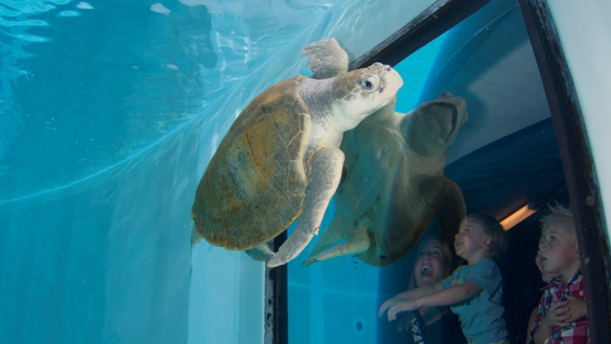 see the resident rescued sea turtles