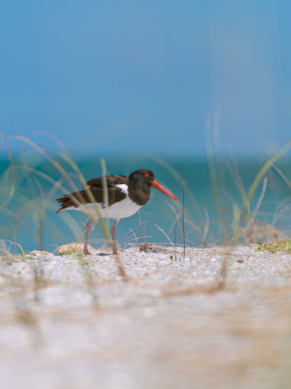 An oystercatcher, a large, black and white bird with a red beak walking through sand and sea oats.