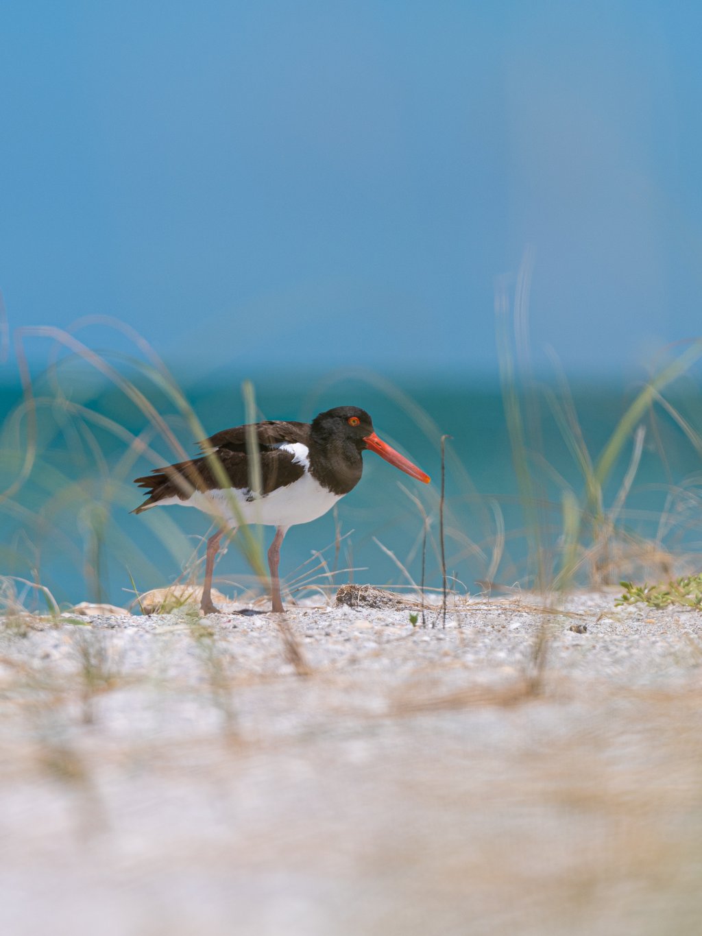 An oystercatcher, a large, black and white bird with a red beak walking through sand and sea oats.