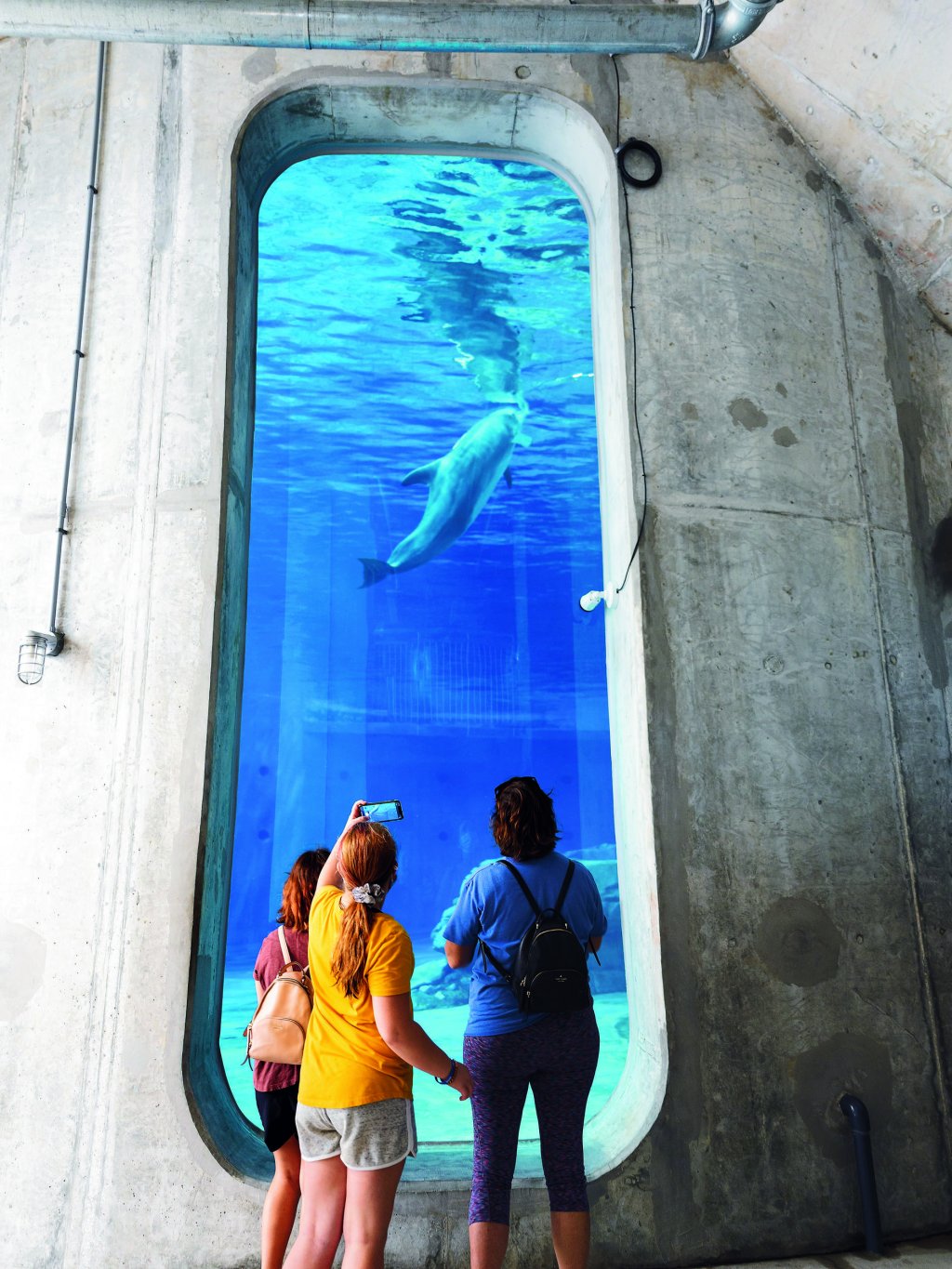 Una familia se para frente a una ventana vertical gigante para observar a los delfines en el hábitat de delfines en Clearwater Marine Aquarium