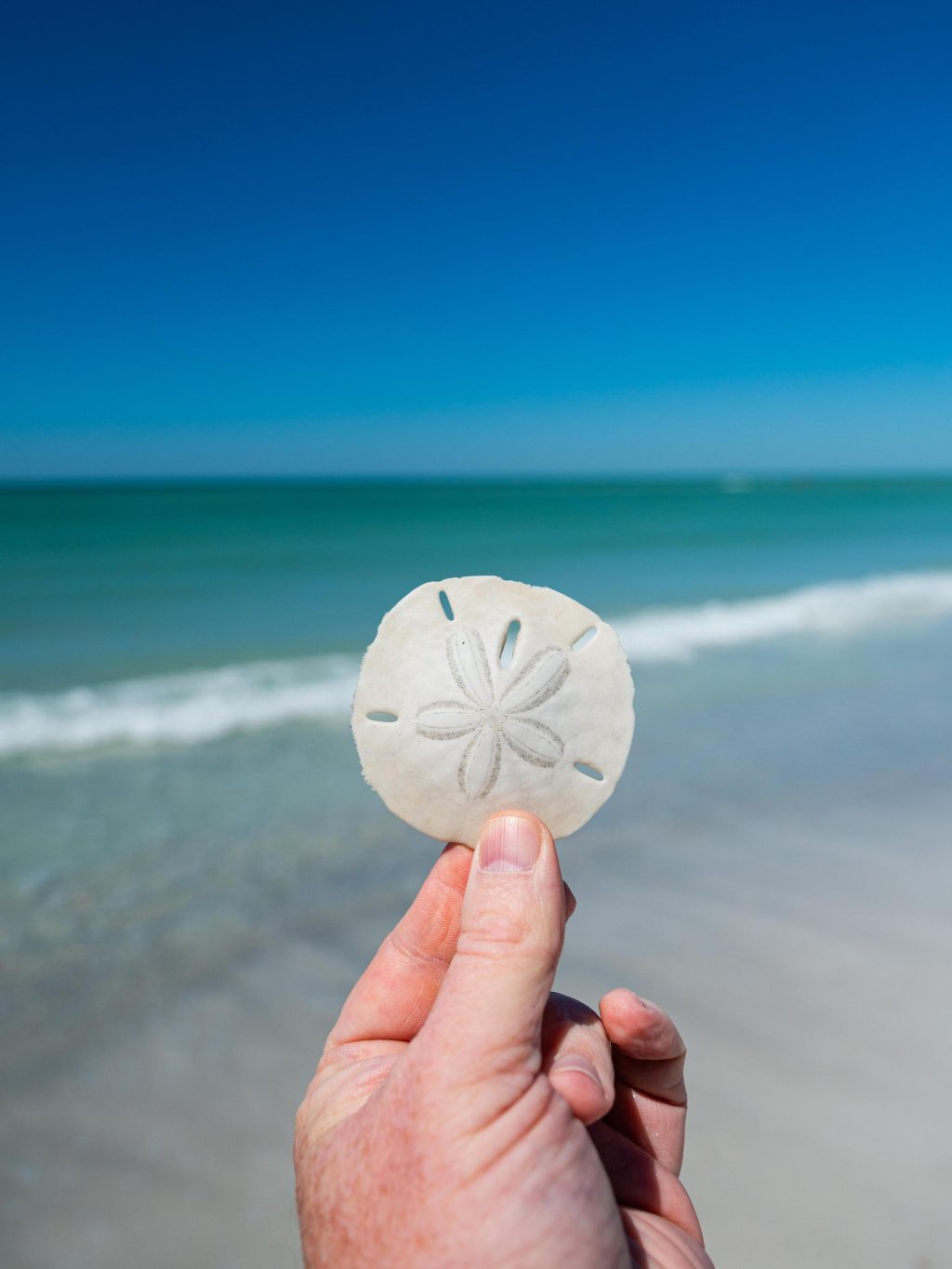 a person holding a sand dollar between their thumb and index finger at the beach at Fort De Soto Park