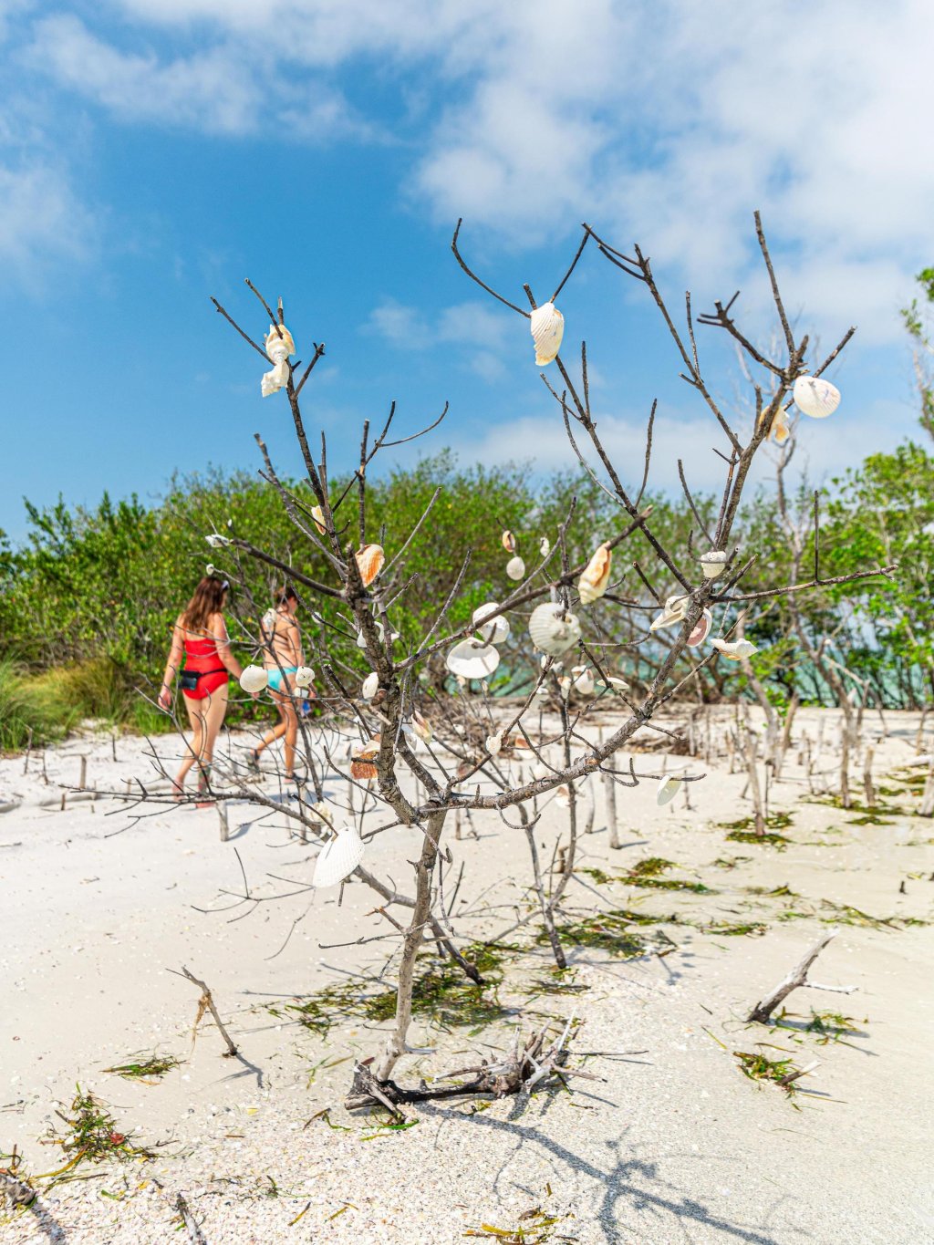 tree branches decorated with shells at Shell Key Preserve, with two people walking past