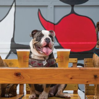 Three dogs posing with beers in front of The Dog Bar in St. Pete.