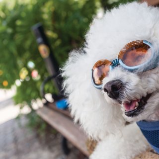 A white curly dog wear sunglasses in Dunedin