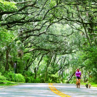 A woman walks three dogs along a Philippe Park road shaded by huge trees.