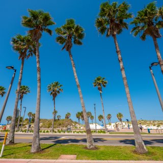 palm trees