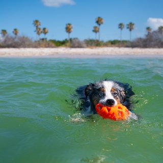 dog in ocean