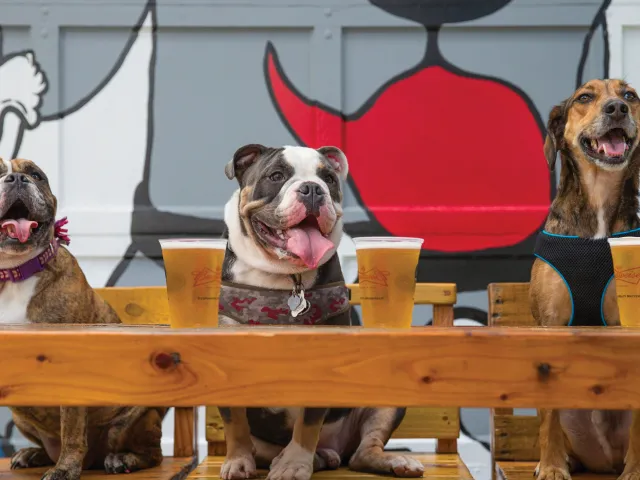 Three dogs posing with beers in front of The Dog Bar in St. Pete.