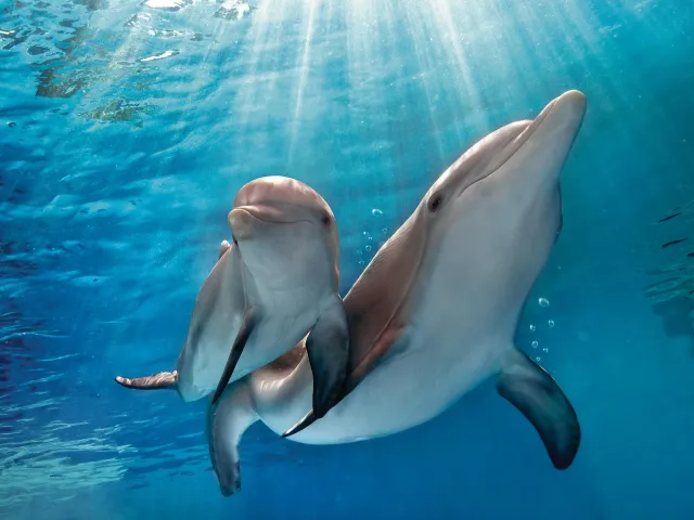 Winter and her companion at the Clearwater Marine Aquarium
