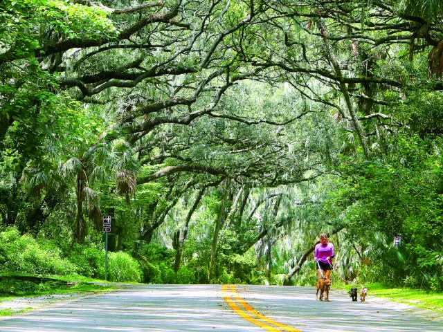 A woman walks three dogs along a Philippe Park road shaded by huge trees.