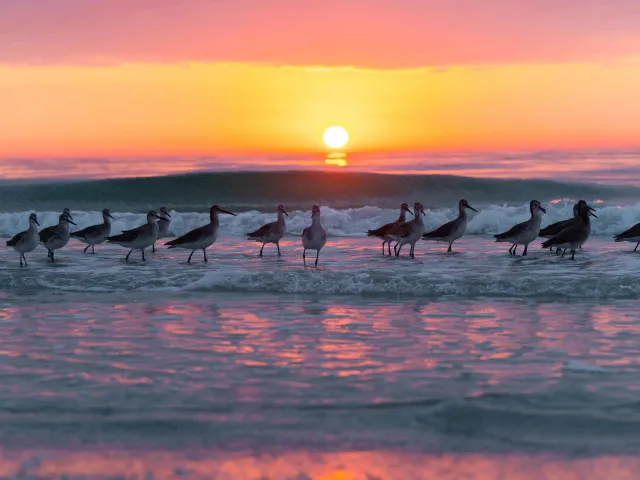 wading birds in the surf in front of a beautiful pink yellow and orange sunset