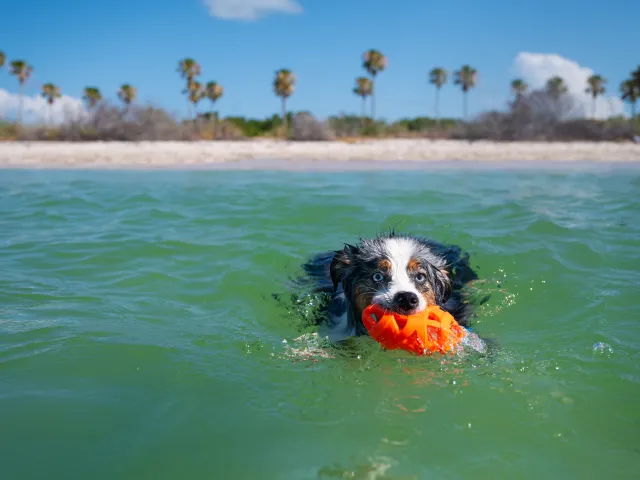 dog in ocean