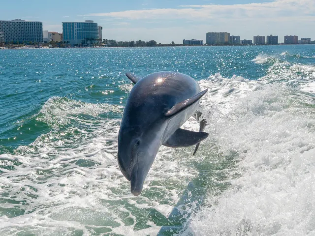 a dolphin jumping in the wake of a boat in Clearwater Harbor