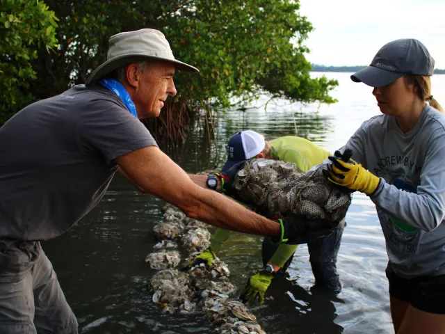 An eco restoration program at safety Harbor
