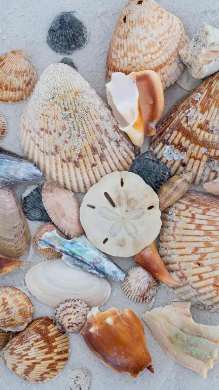 a pile of sea shells and sand dollars on a white sand beach